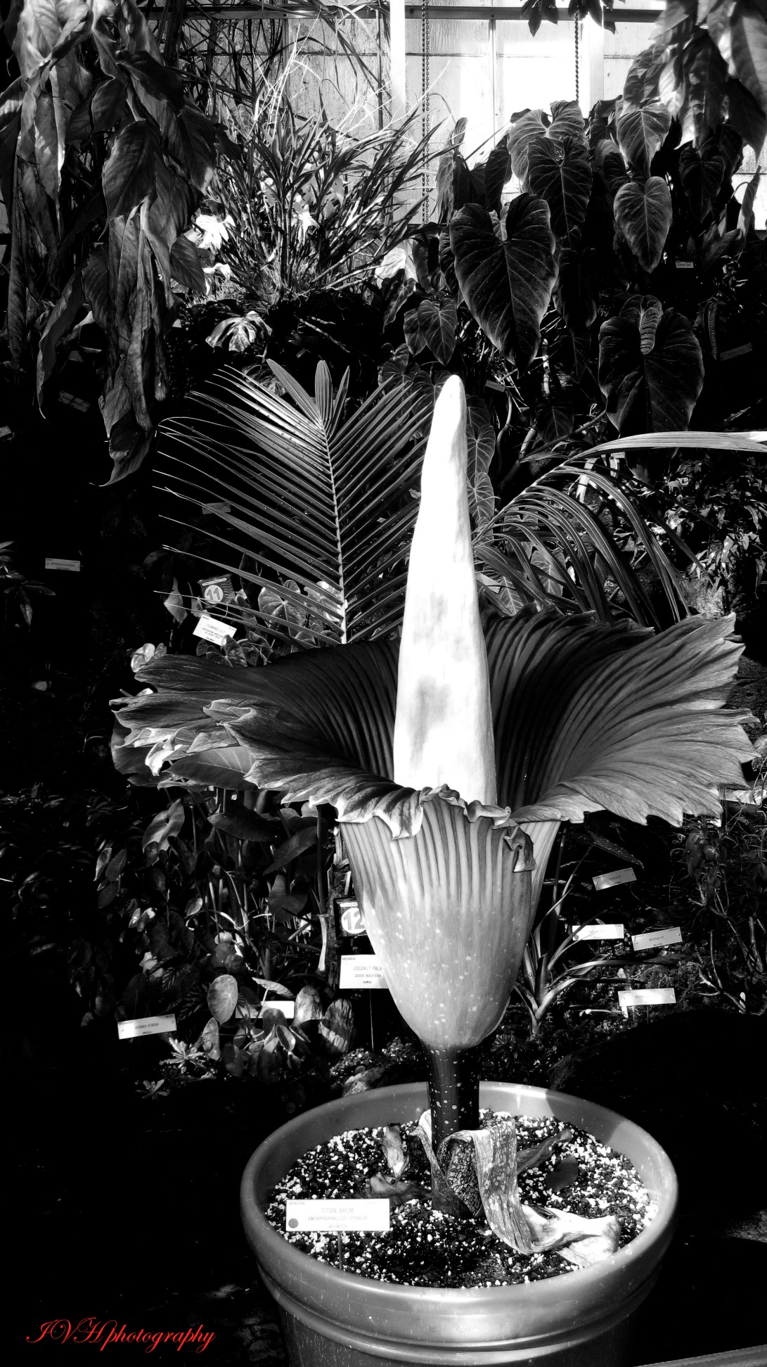 B&W_Copse Flower UC Berkeley Botantical Gardens
